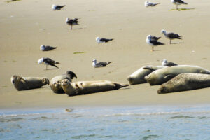 50. 49. Mijn Ameland Foto