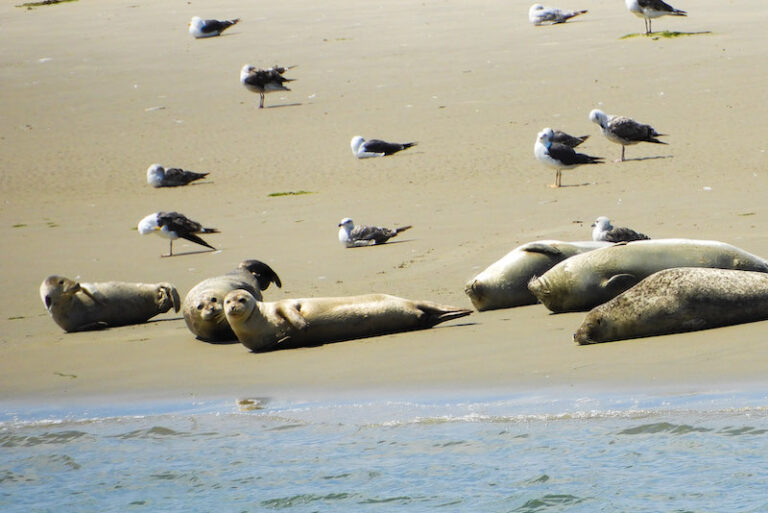 50. 49. Mijn Ameland Foto