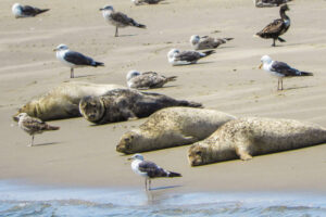 31. Mijn Ameland Foto