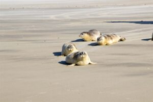 Zeehonden