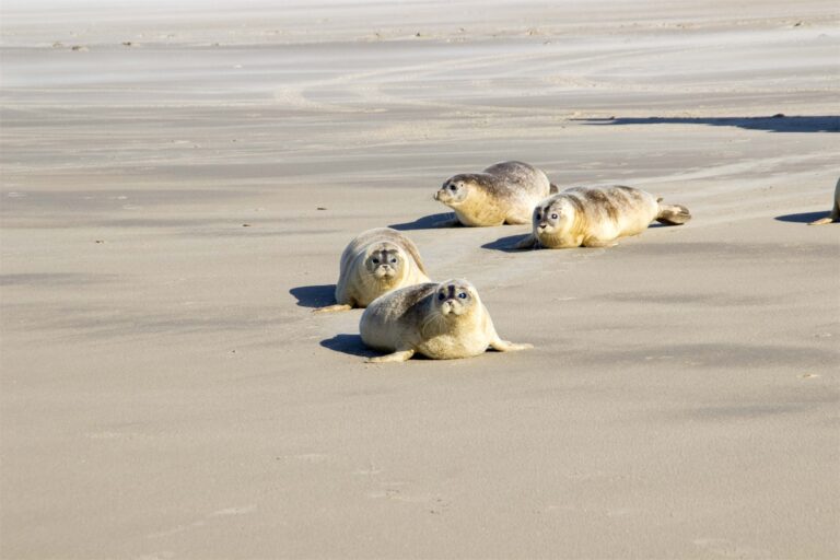 Zeehonden