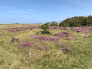 heide