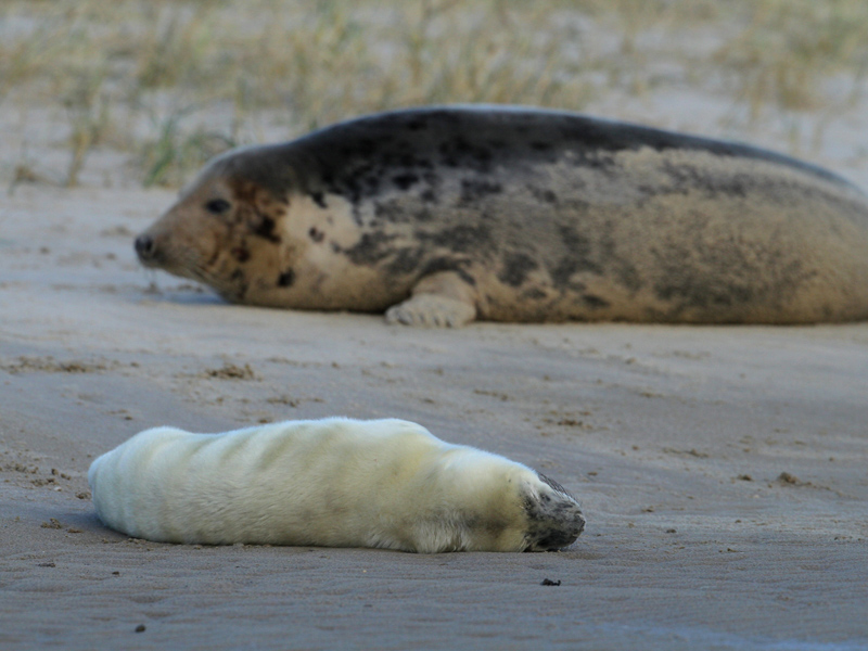 zeehond