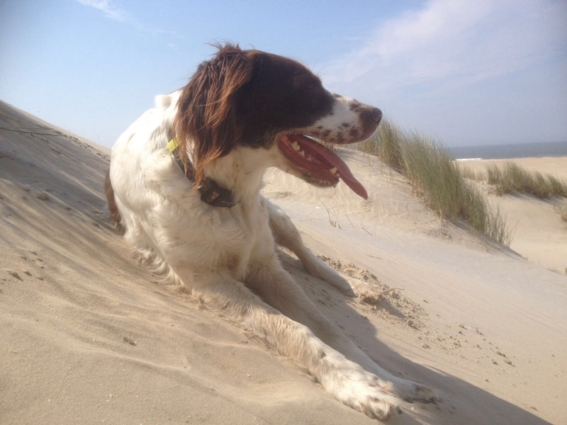 Hond