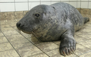 Foto van Charlie in de quarantaine