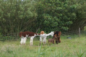 Alpaca jong op Ameland