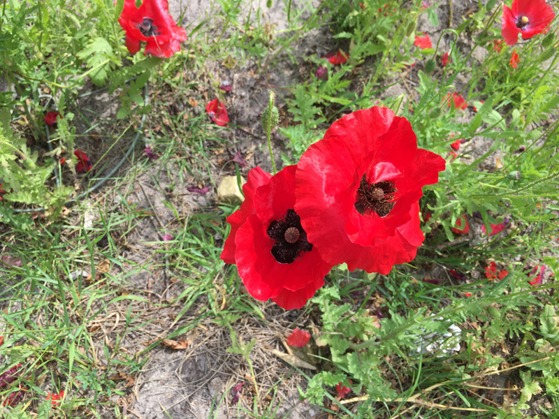 ameland