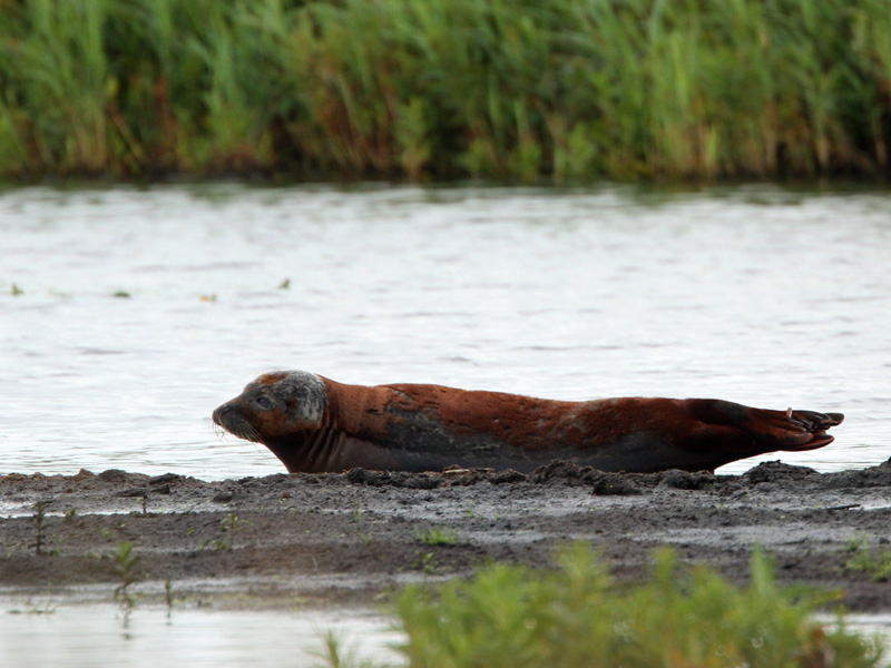 zeehond