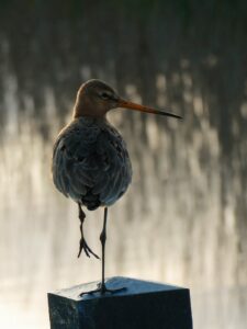 27. Mijn Ameland Foto
