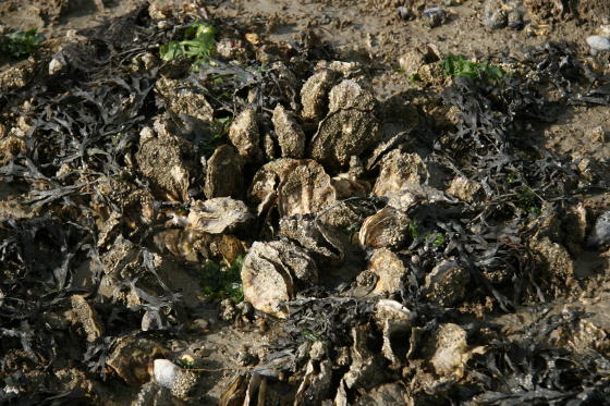 Oesters