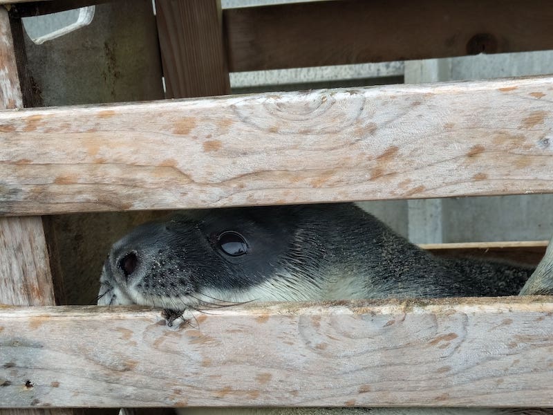 klapmuts op Vlieland