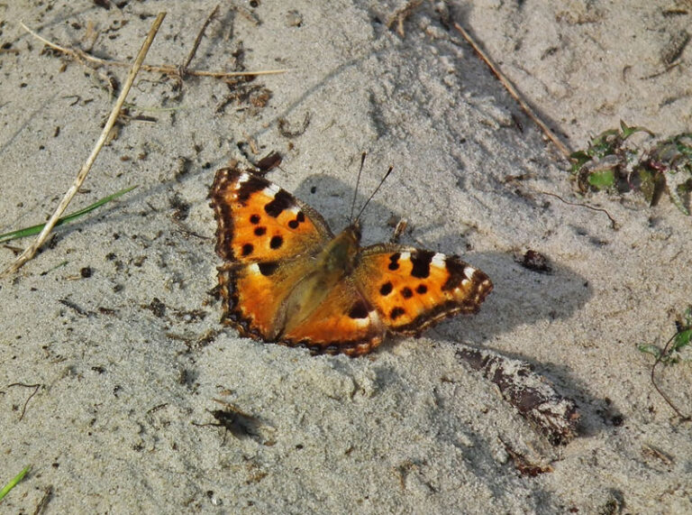 Grote Vos