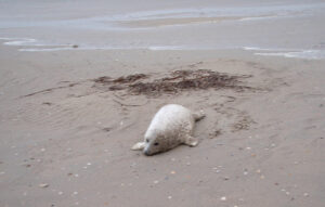 Eerste grijze zeehondenpups gespot