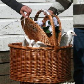 Duiven