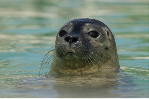 Zeehond