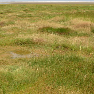 Natura 2000 op Ameland