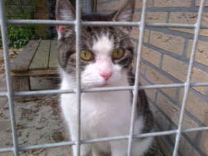 Poes