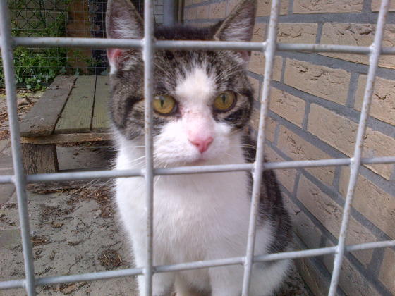 Poes