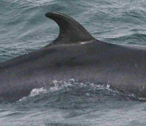 Dwergvinvis in Marsdiep