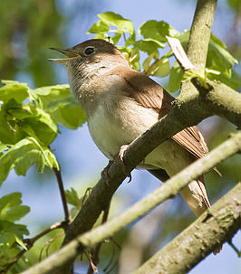 Pareltjes van Ameland