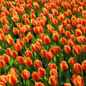 Koude Koningsdag op komst