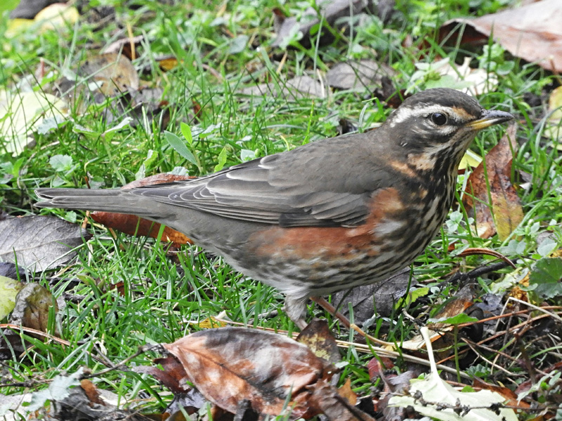 kramsvogel