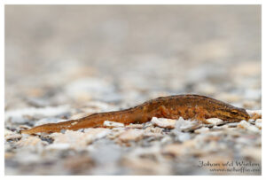 Kleine watersalamander