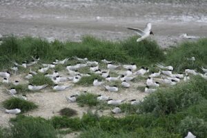 Klimaatbuffer Zuidwest Ameland bijna af