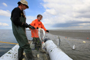 Waddenvisserij