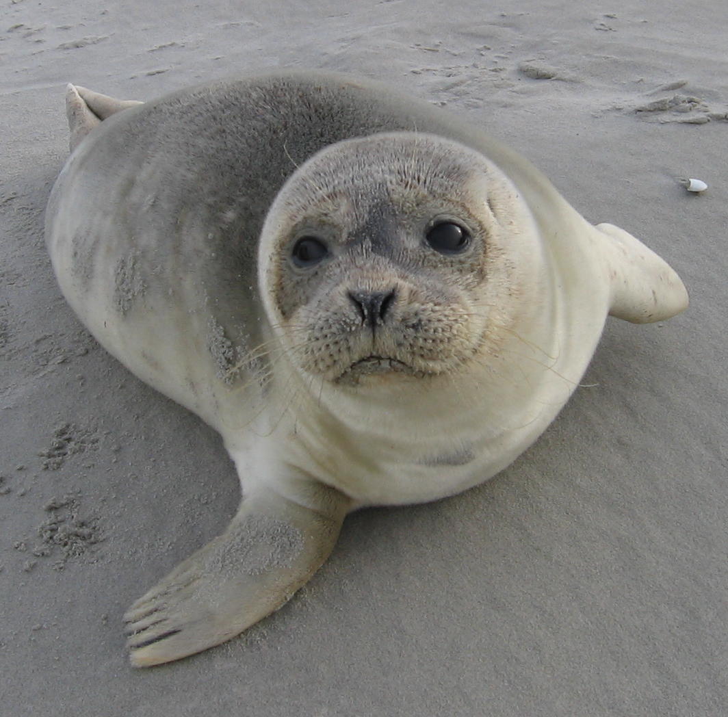 "Dierenredder van het jaar wordt vervolgd wegens redden zeehonden"
