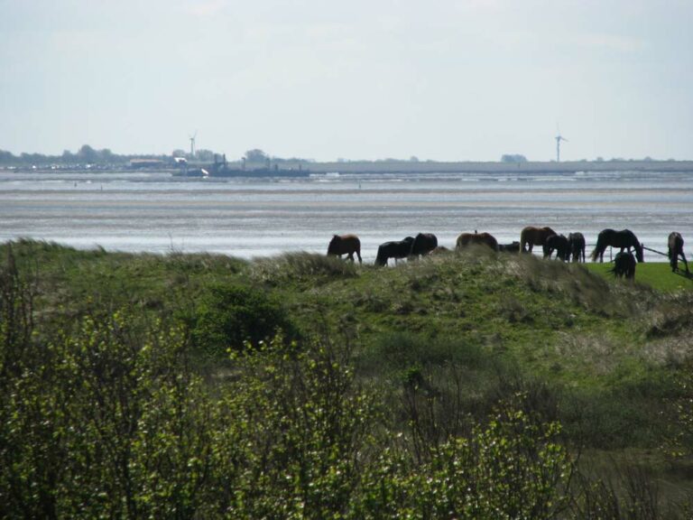 Paarden