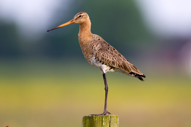 Grutto gekozen tot Nationale Vogel