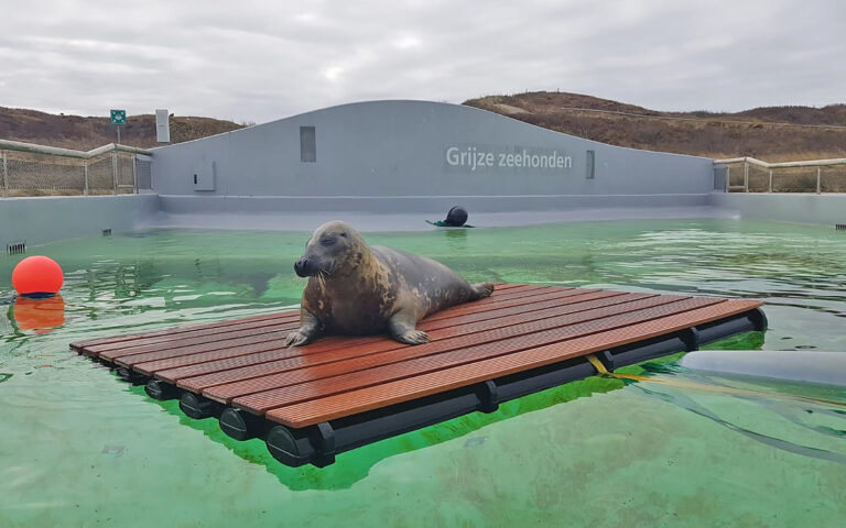 grijze zeehond