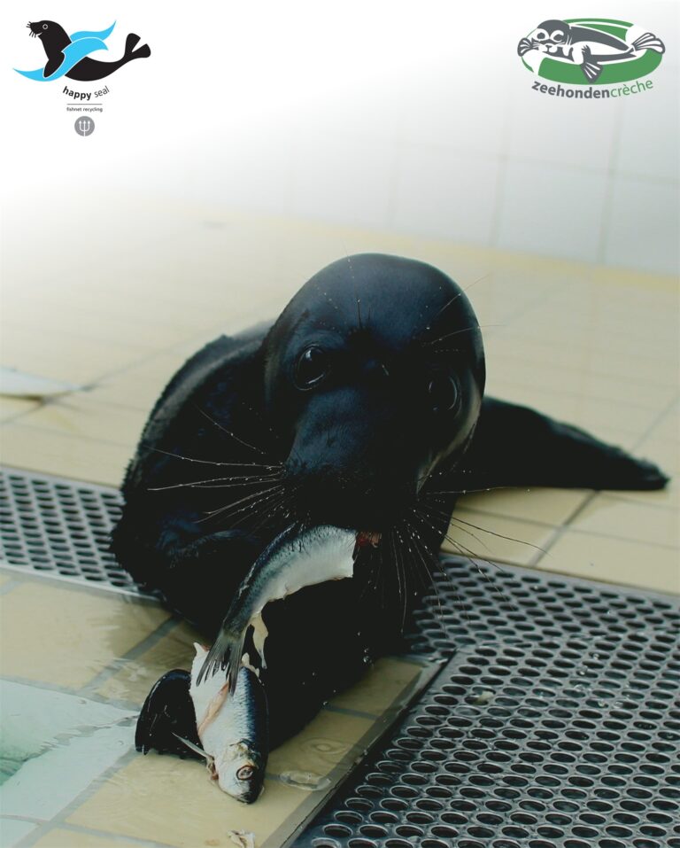 Zwarte zeehondje mag naar buiten