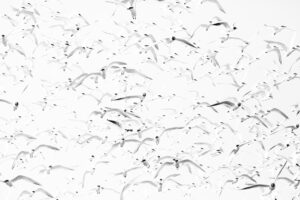 vogels