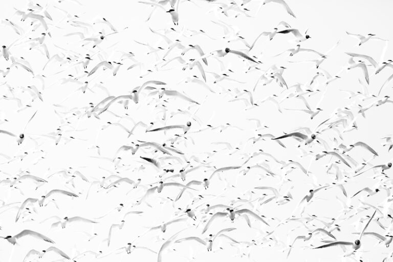 vogels