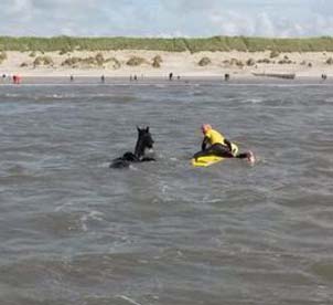 Helpende geest van de acht paarden