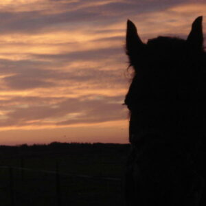 Amelander Paarden Dagen