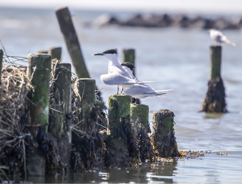 10. Mijn Ameland Foto