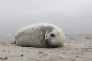 WGrijze zeehond