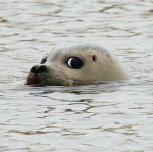 Zeehonden hebben griep