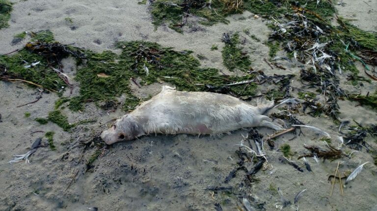 grijze zeehond
