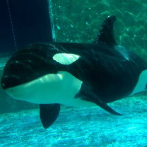 Actie voor vrijlating Morgan