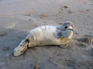 Grijze zeehondenpup