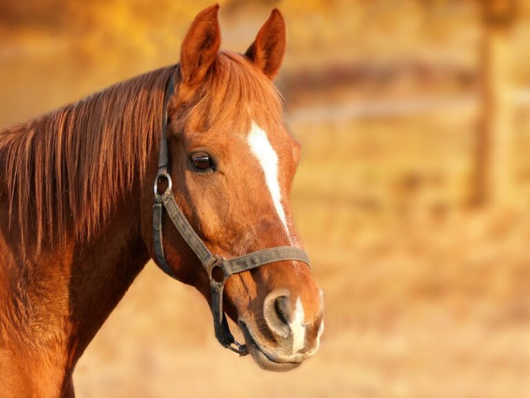 Hippische cursus