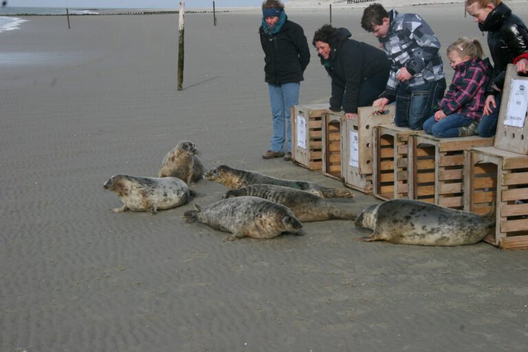 Zeehonden