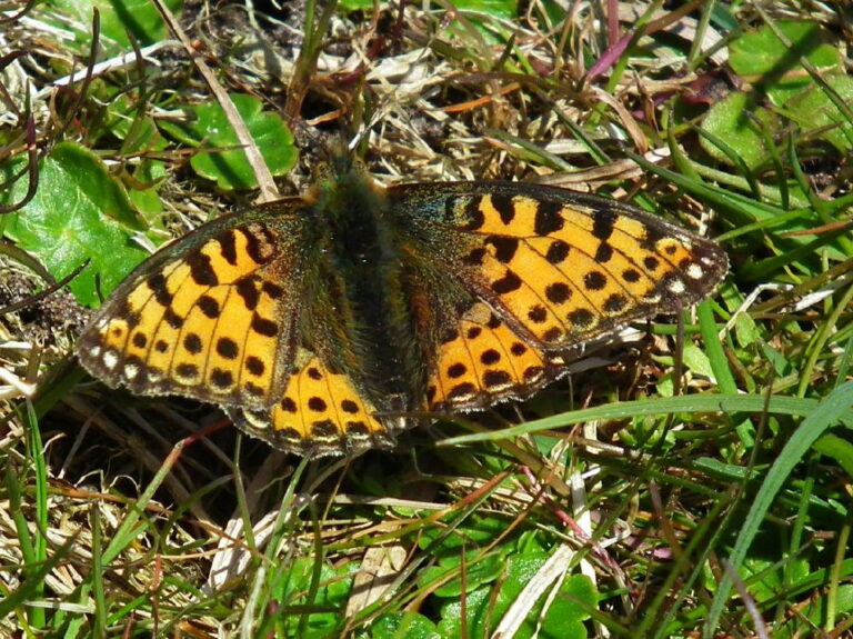Duinparelmoervlinder