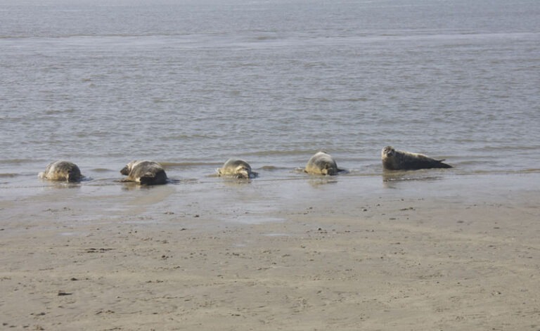 Zeehond