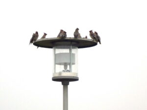 Pestvogels