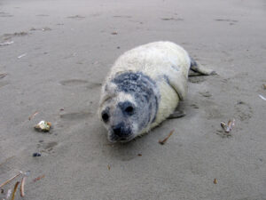 Grijze zeehondenpup